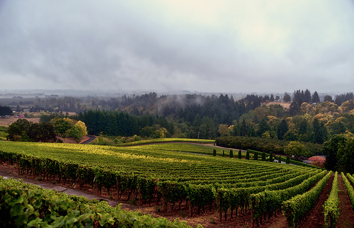 Dundee Oregon Vineyard