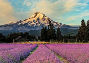 Oregon Lavender Farm Mt Hood